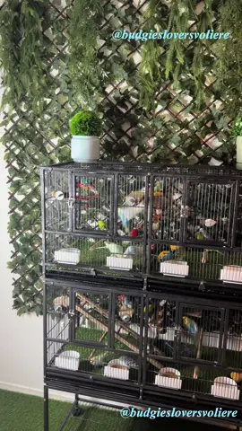 #birds #birdslife #babybudgies #parrots #ave # #budgies #babybudgies ##periquitosaustralianos  #periquitosdelamor #parakeetlovers #parrots #parkieten #grasparkiet #parakeet #asmr #asrmsounds #audiobirds #cantopajaro #periquitocantando #budgiesloversvoliere 