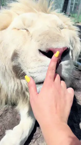 Timba Floof & Boop 🥰🦁 #NOTpets #lion #lions #whitelion #bigcat #bigcats #cat #cats #boop #boops #boopboopboop #boopthesnoot #animal #animals #fl #florida #fyp 