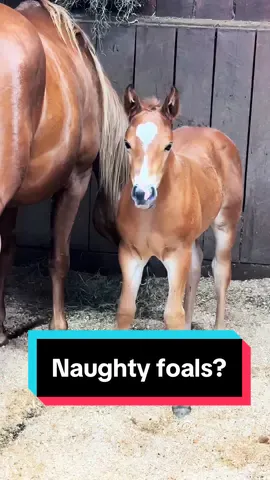 The babies decided to give me a break today🤣🐴 #foalingseason2024 #foalsof2024 #babyhorses #foalsoftiktok #aqhafoals #mareandfoal 