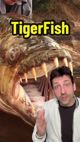 The Goliath Tigerfish is no joke 👀 #tigerfish 