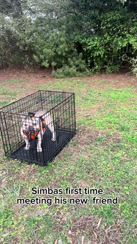 Trying to get simba a brother and this is how it went. #fyp #fypシ #dog #pet #frenchie #frenchiesoftiktok #pitbull #dogcag #simba 