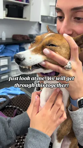 We are always there for them! #drtom #veterinarian #veterinariansoftiktok #patienceformypatients #fyp #dogsoftheday #vetmed #vetmedlife #neponsetanimalhospital #dog #dogsoftiktok #puppiesoftiktok #puppy #Love #vetnurse 