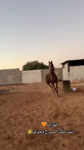 الحب❤️‍🩹 #ماشاءالله#اذكروا_الله_يذكركم#خيل_وخياله🐎 #مالي_خلق_احط_هاشتاقات#الشعب_الصيني_ماله_حل😂😂 #ليبيا