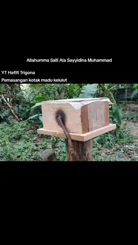 #hafifitrigona #kelulut #perangkapkelulut #biakbaka #haiv #haifkelulut 