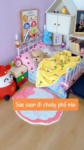 Hôm nay cuối tuần ta đi rong chơi #cute #cutedog #puppy #animals #pet #puppydog #lovedog #funnyvideos #fyp 