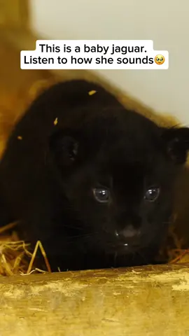 Baby black jaguars, also known as black panthers, are the offspring of melanistic jaguars, which are individuals with a genetic mutation that causes an excess of dark pigment in their fur. These sleek and powerful big cats are born with dark fur, making them appear entirely black. Like all jaguars, black panthers are solitary and elusive hunters, preying on a variety of animals in their dense forest habitats, including deer, monkeys, and even fish. Video by @thebigcatsanctuary Feel free to explore the gallery of this page, where you can express your support, admiration, and indulge in more amazing wildlife photography. #wildlife #wildanimal #animals #cuteanimals #animallover #jaguar #babyjaguar #babyblackjaguar #babyblackpanther #blackpanther 