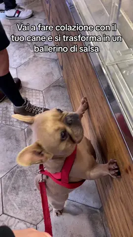 Totale! #andiamoneiperte #dogsoftiktok #funnyvideos #frenchbulldog #viral #meme 