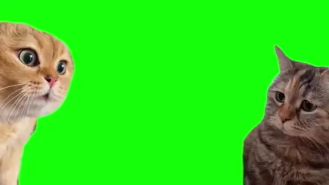 叱られ猫 #猫ミーム #meme #素材 #cat #greenscreen 