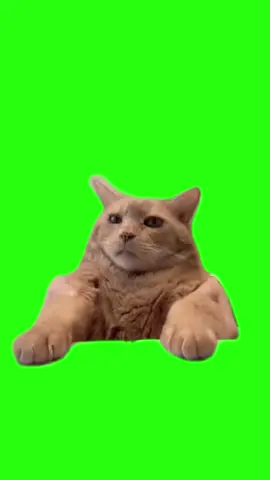 ドラム猫 #猫ミーム #meme #素材 #cat #greenscreen 