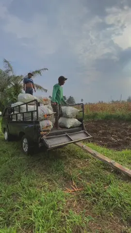 Menerima jagung tungul/giling #jagungkering #l300_pickup #jagungexpress🌽 #petaniindonesia🇮🇩🇮🇩🇮🇩🌿🌿 #namorambe #jagungmulana #petanimuda 