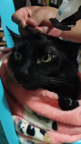 Bonito y bello...hermoso 😻💈✂️ #gatosdetiktok #locosporlosgatos #gatosnegros #lleguedelabarberia #lleguedelabarberiabonitoybello #panteritas #amorporlosgatos #fouryoupage #parati #fypシ #Humor #funny #Gatos #Barberia #trend 