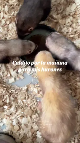 Caldito para empezar la mañana #huronesmascota #huronesdelmundo #vivirconunhuron #huronesespaña #huronencasa #cuidadoshurones #nutricionhurones #quecomemihuron #alimentacionhuron 
