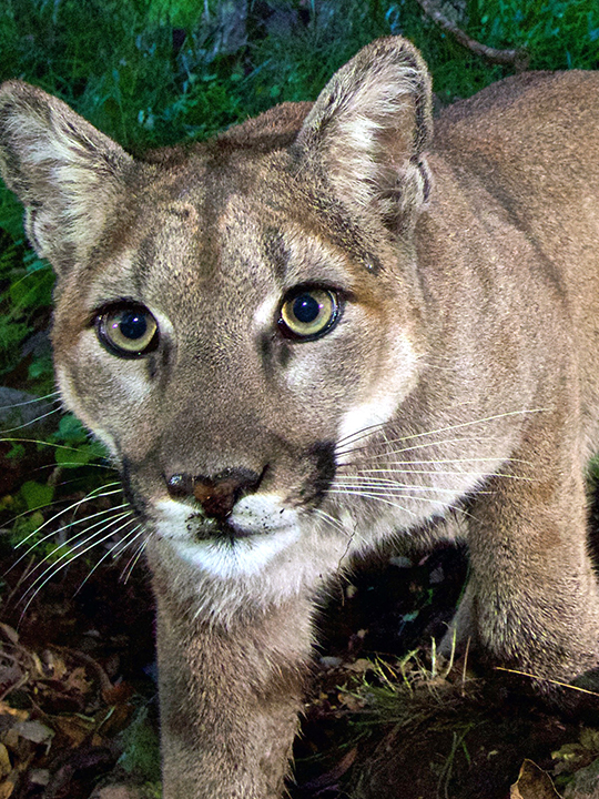 One man died and another was injured in a mountain lion attack in a remote area in Northern California on Saturday, according to authorities. #news #fyp #mountainlion #mountainlionattack