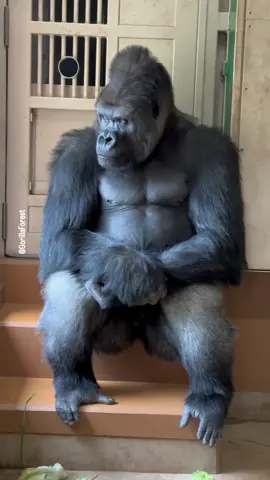 shabani the handsome gorilla sits and thinks about something  #gorilla #monkey #animals #wildlife #wild #nature #trending #tiktok 