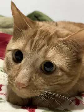 Imposible resistirse a esos ojos 🥺#gato #naranja #ojos #gatodeshrek #tierna #ojotes😍👀❤️ternurita 