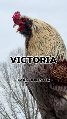 Victoria where are you? 👀  Come get your bird! . . Audio Credit: Edigar Silva @borariechorar  Video Credit: @farm_jokester  . #victoria #dadjokes #backyardchickens #poultry #hens #eggs #joke #haha #farming #chickens #chickensofInstagram #hilarious #lol #crazychickenlady #crazychickenman #laugh #happychickens #chickenlife #petchickens #hensofinstagram #happyhens #animals #farmjokester #nameyelling chicken
