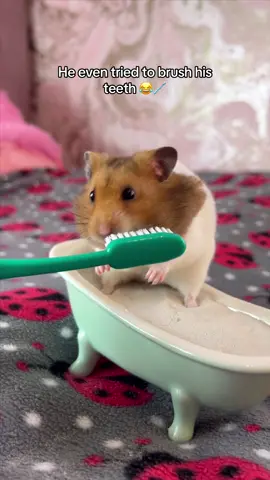 Mr. Teacake has a Spa Day! 🛀🥒 #fyp #hamster #hamsters #hamstersoftiktok #thehamsterstation #pet 