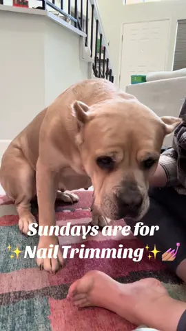 deadass she fell asleep while i dremelled her nails 😂 #canecorso #dogsoftiktok #PetsOfTikTok #corsosoftiktok #dogtok #nailtrim #dognails #dremel #fallingasleep #qualitytime 