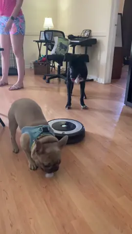 25 million views!! Throwback to the video that started it all and made me insta famous! #famous #viral #fyp #iykyk #dog #dogs #dogsoftiktok #viralvideo #tiktok #instagram #foryou #cuteanimals #funny #happy #funnypets #cute #funnyvideos #funnymoments #funnymemes #tiktokviral #roomba #dogvomit #vomit #roombafail #roombacat #robot @iRobot 