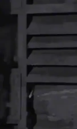 محمد الحلفي أمي الماكو منهه#🕊️ أيارب طول بعمرهه#🤲 