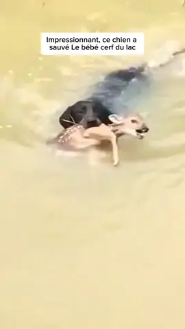 Impressionnant, ce chien a  sauvé Le bébé cerf du lac #animaux #deer #cerf #dog #chien #animalrescue #dogsoftiktok 