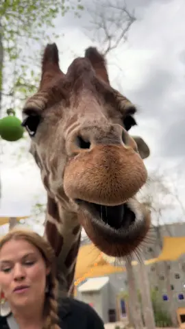 They can run as fast as 35 miles an hour over short distances, or cruise at 10 mph over longer distances. #giraffe #reticulatedgiraffe #africa #safari #tallestanimal #animalsoftiktok #animals #animallover #fyp #viral #zoo #nature #wildlife #animalkingdom 