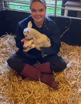 How many lambs is too many? 🤔👀🐑 #lambs #babies #cute #howmanyistoomany #sheep 