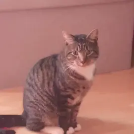 #catsoftiktok #❤️❤️😻😻 