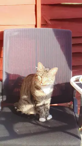 #❤️❤️😻😻 #catsoftiktok 