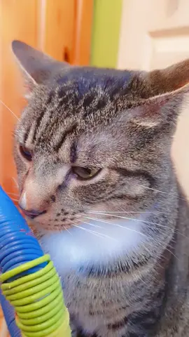 #catsoftiktok 