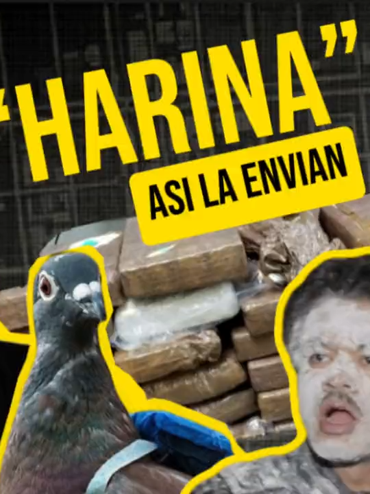 INSOLITAS FORMAS DE TRANSPORTAR ''HARINA'' En este video les voy a contar algunas insólitas formas que han utilizado los comerciantes de alto riesgo para transportar su mercancía. #latinoamerica #colombia #interesante #logervideos #misterio