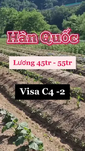 Tuyển Lao động nam, nữ Hàn Quốc theo diện Visa C4 ưu tiên đi 2 vợ chồng#hanquoc #han #laodonghanquoc #vieclamhanquoc #thangxkld #laodong #vieclam #vieclamnuocngoai #visac4 #xuhuong