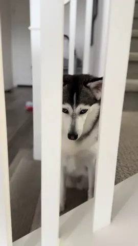 Sapphie goes to trial: guilty or not guilty? 🕵️👨‍⚖️👮💩 🐾 #trailer #dogs #funnydog #ontrial #JusticeforSapphie#FreeSapphie Lawyer: @kdoyo Witnessnes: @The Shahs 