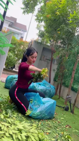 Pokok tumbang.. Pasu pecah tu crite die