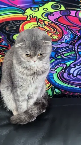 Koko loves you all #catsoftiktok #PetsOfTikTok #cats #adventurecat #travel #catlover #cat #cattok #fyp 