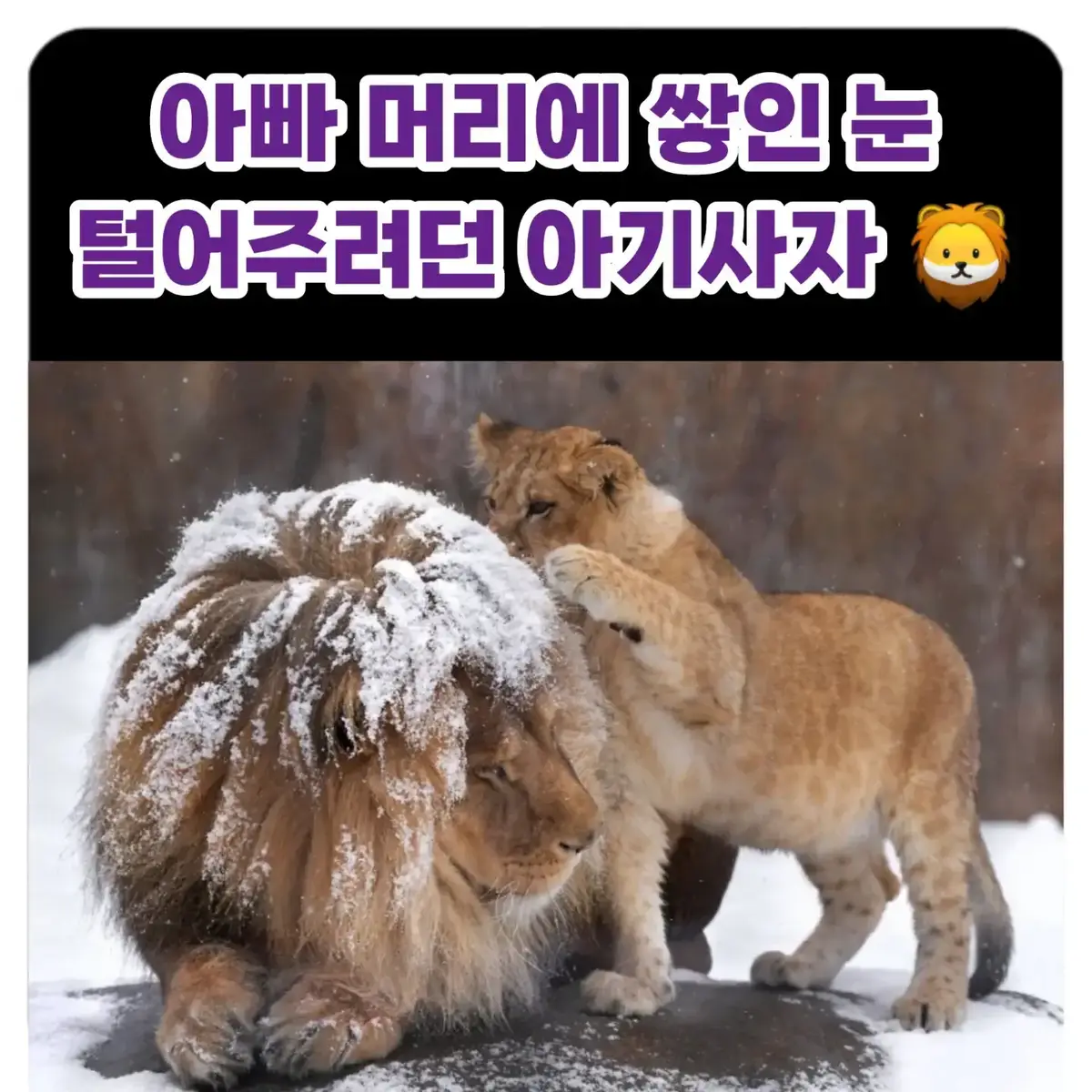 4컷 만화같아 넘ㅋㅋㅋㅋㅋㅋ 막짤 애기 표정에 자꾸 사람 감정 넣어서 보게 된다 귀엽게 잘 찍혔넼ㅋㅋㅋㅋㅋㅋㅋㅋㅋㅋㅋㅋ ━━━━━━━━━━━━━━━━ #아기사자#아빠사자#댕댕이#냥이 #동물 #유머스타그램#집사 #존웃 #레전드영상 #유머 #졸웃 #핵귀 #졸귀탱 #좋아요 #유머그램#소통 #소통해요 #인친 #데일리 #예능짤 