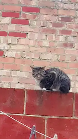 #catsoftiktok #cutecat #catlover 