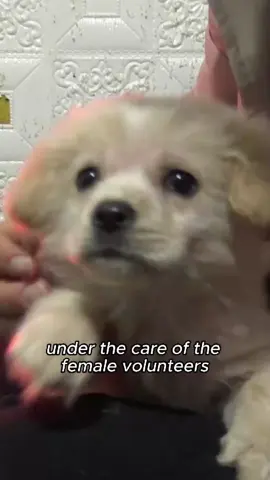 A poor,lucky little stray dog #tiktok #animals #dog #foryou #pet #foryou 