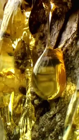 Ten seconds to show the formation process of amber