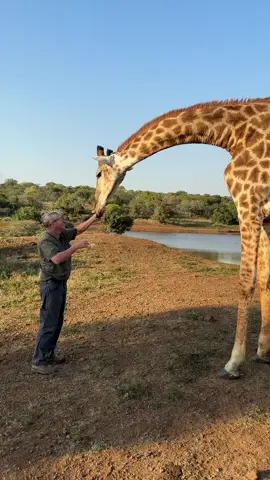 Hard to really tell how tall a giraffe actually is - until you stand beside one! 🤣 #giraffe #animalsoftiktok #fyp #run #wild #wildlife #animallover #scary #tall #ivancarter #amazing #epic #reels__tiktok #viralvideo 