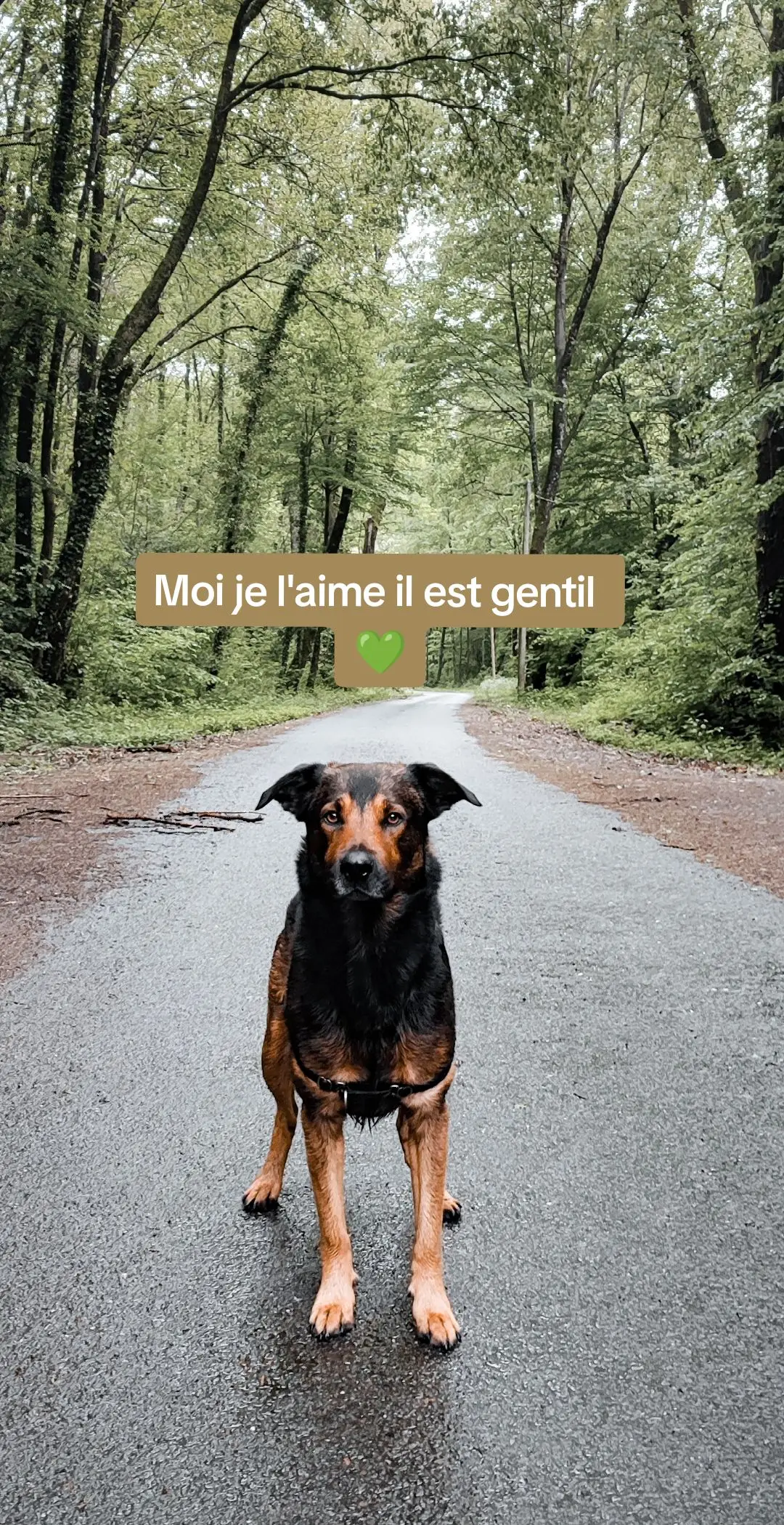 #malinois #beauceron #dog #dogfriendly #dogfriend #trend #moijelaimeilestgentil #Love #lovestory 