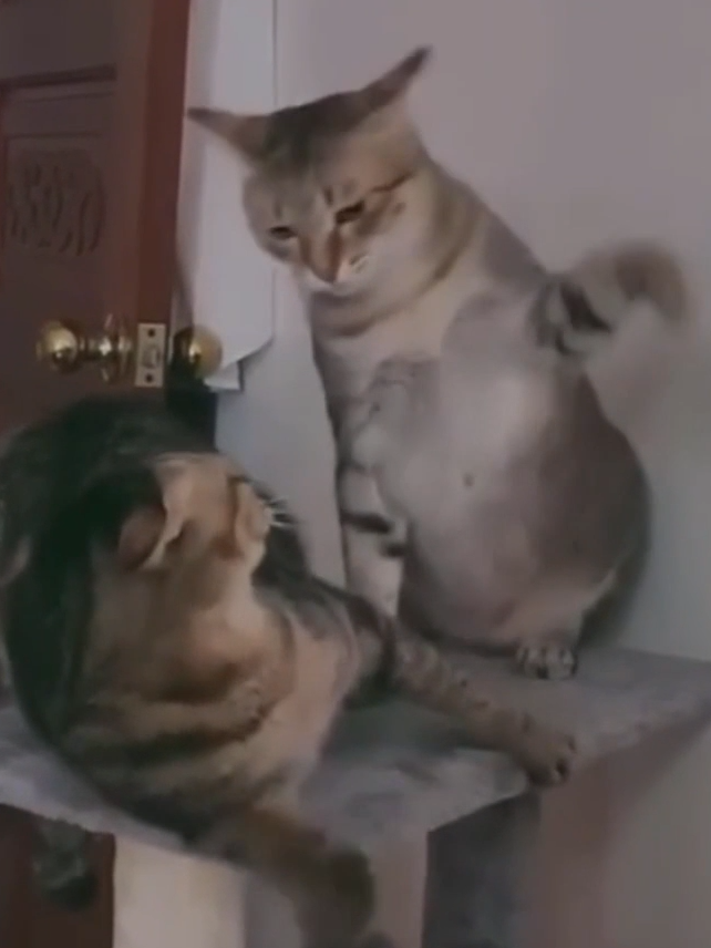 Funny Cats Videos 😆😅 #petsoftiktokfunny  #animalfails😂  #animalsdoingthings  #hilariousanimals  #cuteandfunny  #funnyanimalvideos  #funnycatsoftiktok  #funnypets  #funnyanimalstiktok  #hahahub365  #catsoftiktook  #catsofinstagram  #viral