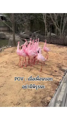 #ตลกฮาๆ #ฮาๆขําๆ #แท็กเพื่อนมาดู #ดูไปเรื่อย #fypシ 