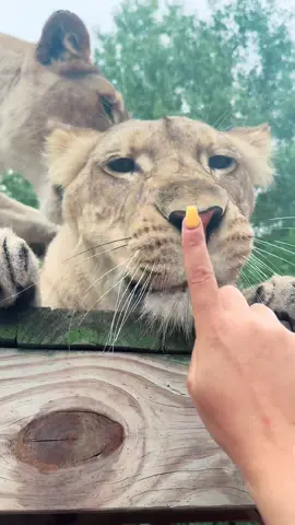 Good morning lion boops! Sahara, Sarabi, Timba & Vati 🦁❤️ #NOTpets #lion #lions #whitelion #lioness #boop #boops #boopboopboop #boopthesnoot #cute #funny #lol #animal #animals #bigcat #bigcats #fl #florida #fyp 