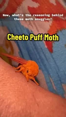 The cutest lil Cheeto puff I’ve ever met 🥹  #moth #anisotavirginiensis #pinkstripedoakwormmoth #saturniidae #fyp #bug #cheetopuffmoth 