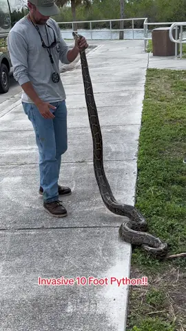 This airboat captain captured a 10 foot python snake in the Florida Everglades! These pythons are invasive and responsible for killing most of the species like key deer, rabbits and other small mammals in the Everglades. #python #pythons #snakes #dangerous #snakesoftiktok #everglades #florida #creature #swamplife 