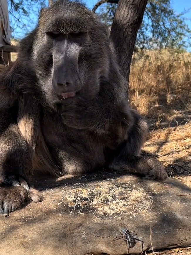 Rule no1 never interrupt Cindy while she's eating 😂 #baboon #animals #animalsoftiktok #wildlife #animallover