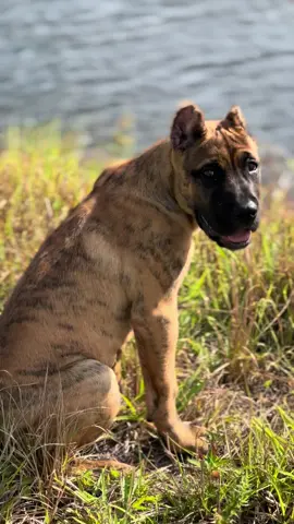 #presacanario #contentcreator #happypuppy #petslover #goodboy #cutedog #funnydog #cutepuppy #bigpuppy #Love #pet #funnydogs #cuteboy #brindledog #cutepuppies ##cutepup #funnyvideos 