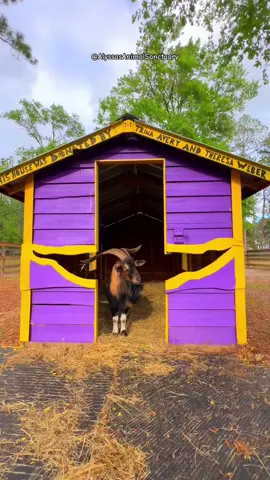 Scruffaluffagus🐐looks so proud of hims house🥲💜💛🏡He cant wait to host his first Super Bowl at his place! Who’s coming?? Heads up though, Scruff says you’re only invited if you bring snacks🤷🏻‍♀️#goathouse #goatsoftiktok #goats #animals #farmanimals  #animalsoftiktok 