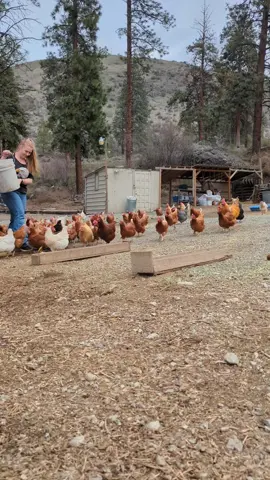 #fyp #homesteadtiktok #chickenmom #chickens 